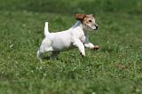 JACK RUSSEL 107